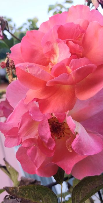 Троянда Вестерленд ( паркова).