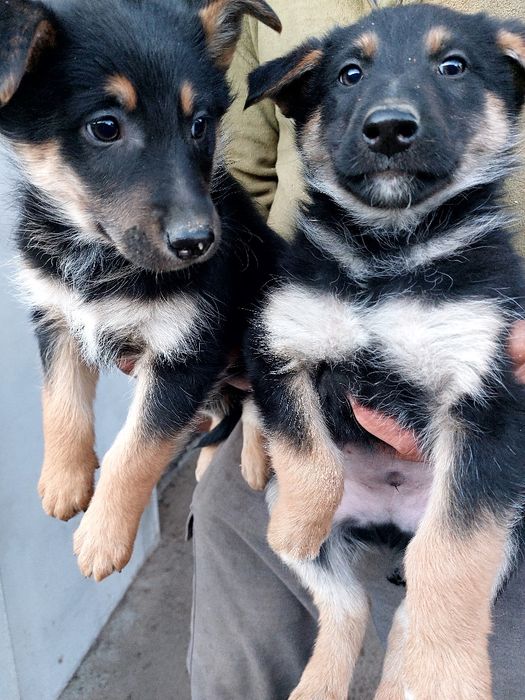 Продаєця цуценята, німецька вівчарка, залишились дівчатка