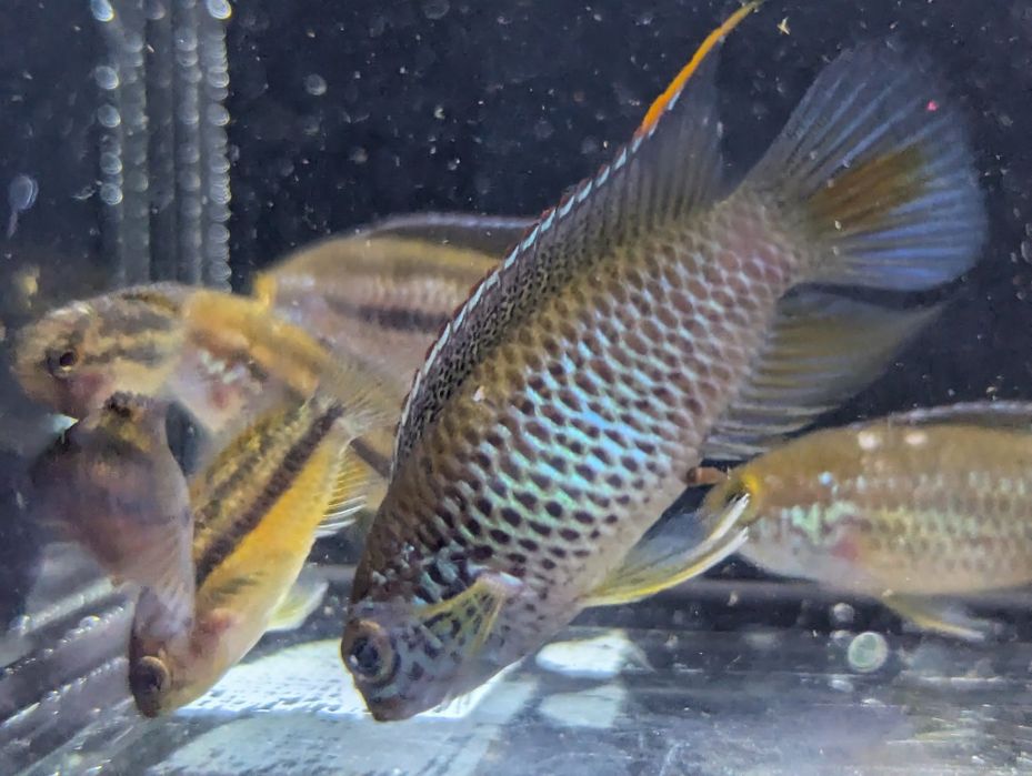 Nannacara anomala akara paskowana