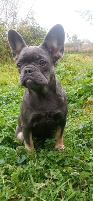 Французькі аристократки