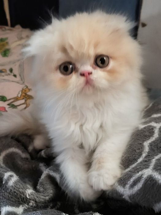 Персидский котенок