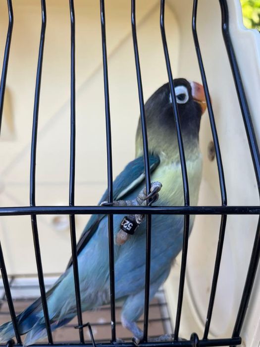 Agapornis personatas