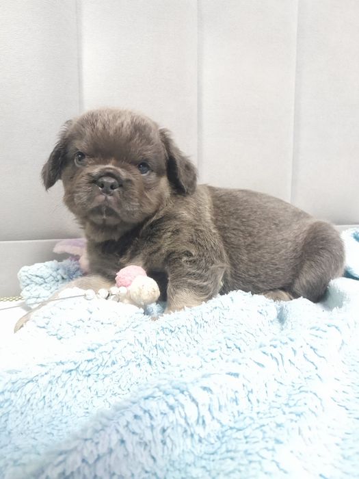 Флаффі французский бульдог хлопчик