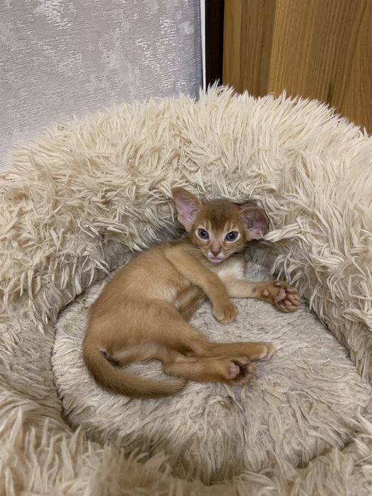 Абиссинские Рыжики !!!