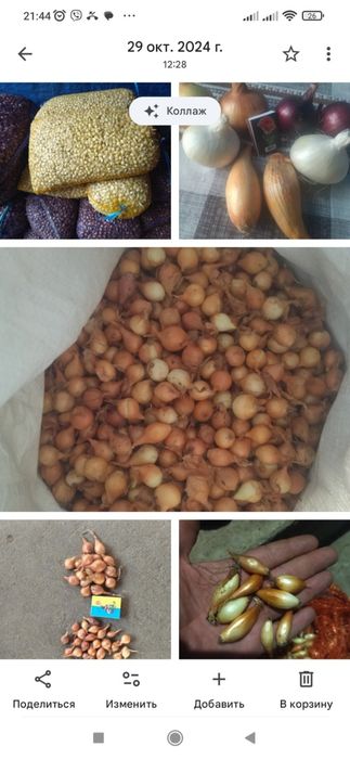 Лук севок, арпаж, тыканка