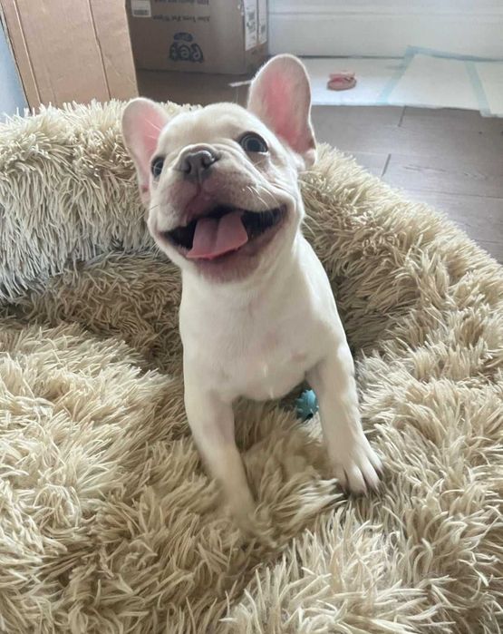 Щенки французского бульдога нежный окрас крем!