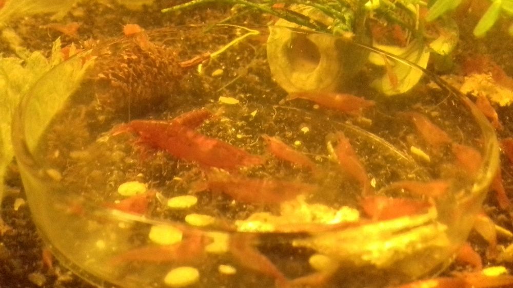 krewetka red cherry sakura