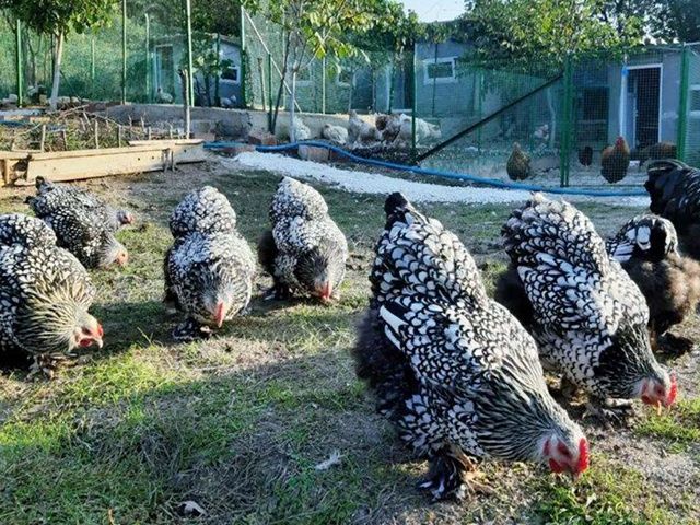 Яйце для інкубації, курчата, Брама блакитне золото, срібло.