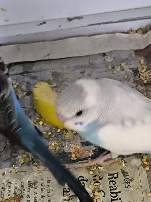 Periquitos  Australianos