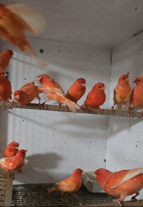 Vendo canários de raça