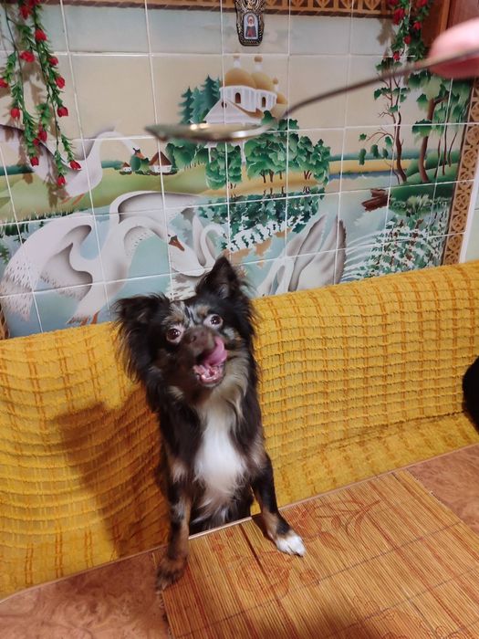 В'язка чіхуахуа шоколадного красунчика