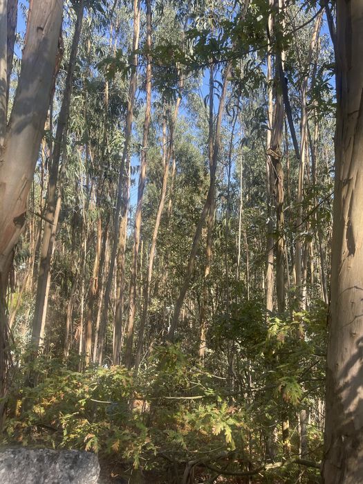 Terreno eucalipal - Proximo a nova rentabilização