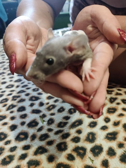 Крыса-сфинкс продажа