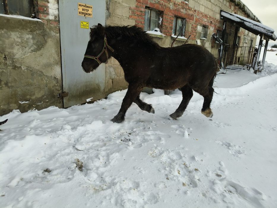 Klaczka klacz źrebak