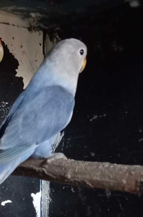 Agapórni azul novo