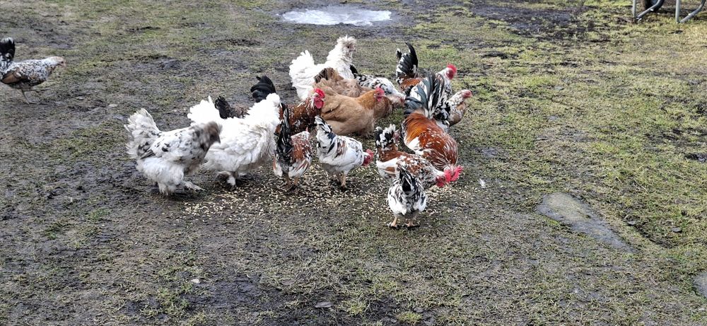 Kury karzełki i brahmy