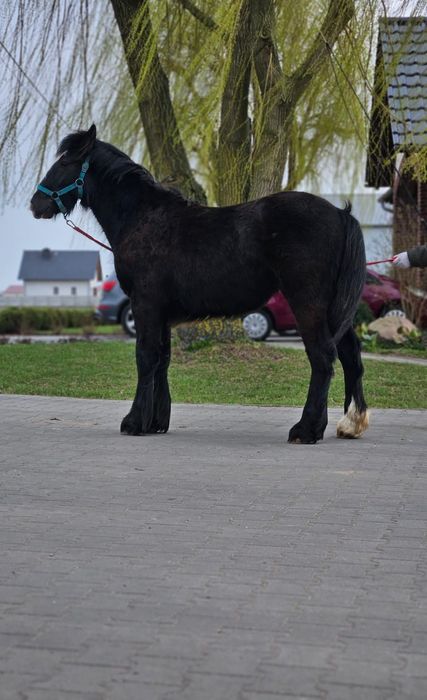 Wałach Tinker irish cob gypsy cob