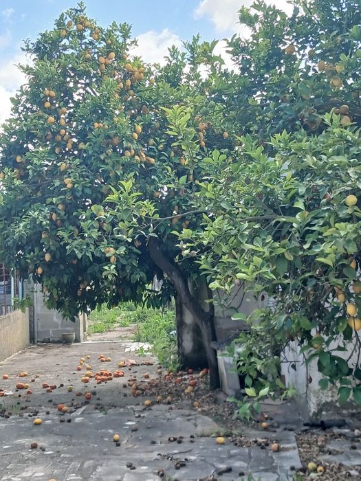 Limōes biológicos