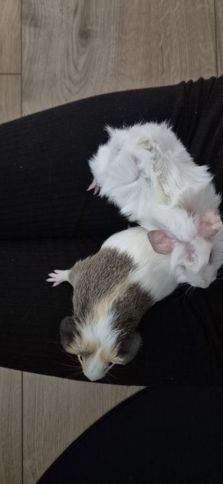 Oddam świnki morskie