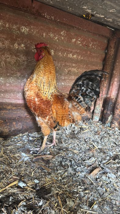 Galos de raça para venda e troca