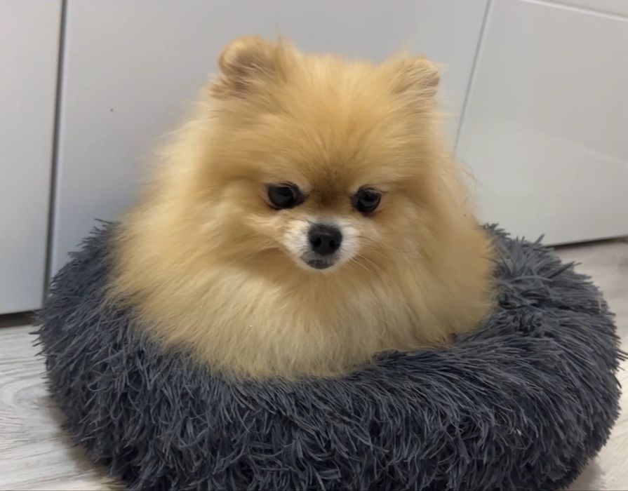 Pomeranian suczka