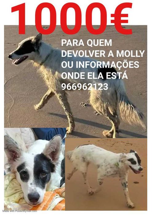 Cão roubado Dá-se recompensa