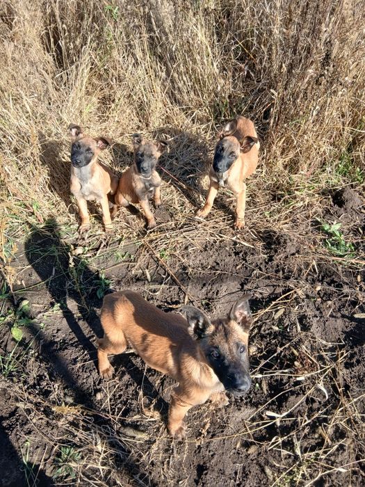 Цуценята Малінуа