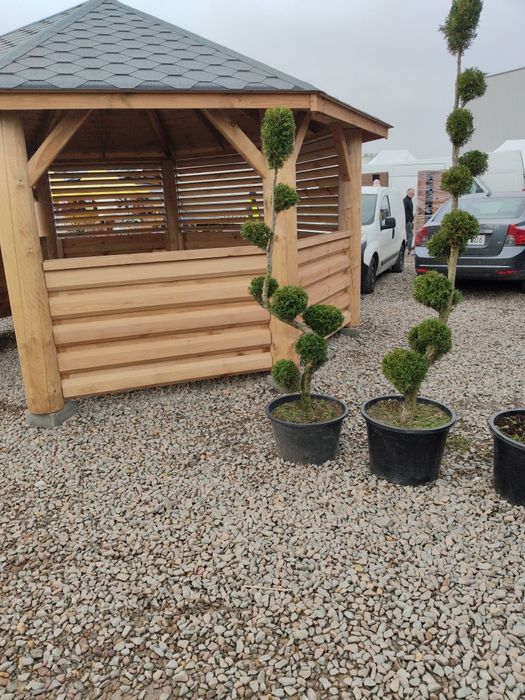 Thuja formowana. bonsai