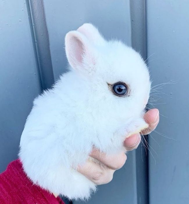 KIT Coelhos anões mini teddy/holandês mt dóceis, coelhinhos lindíssimo