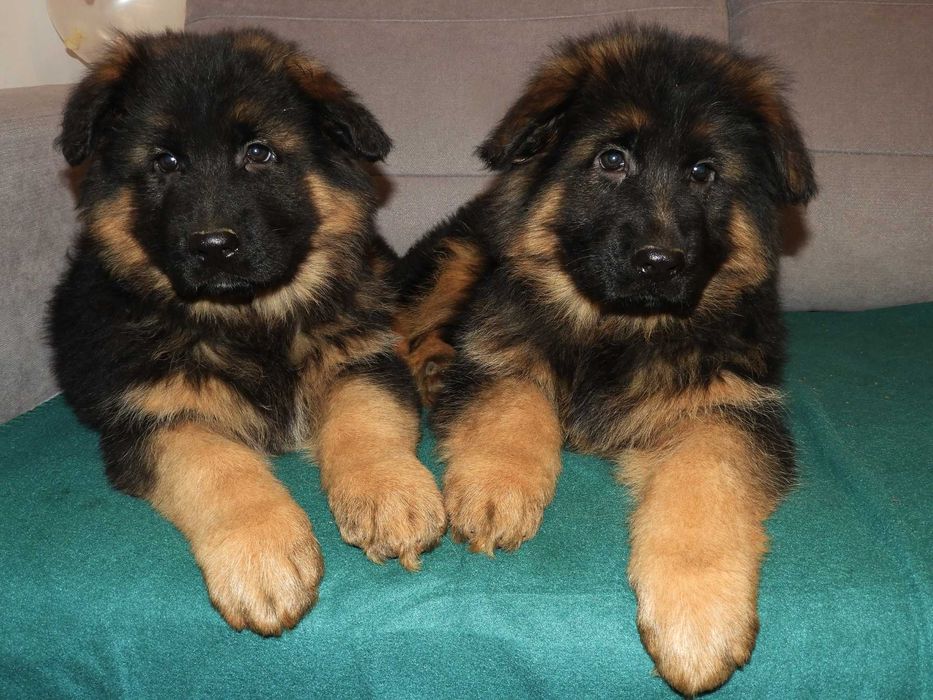 Owczarek Niemiecki FCI