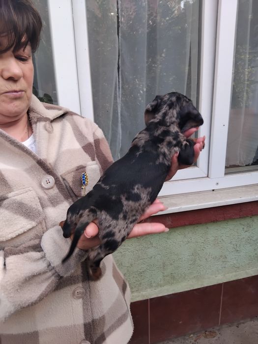 дівчинка мармурова міні таксочка