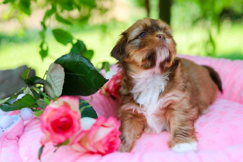 szczeniaki SHIH TZU