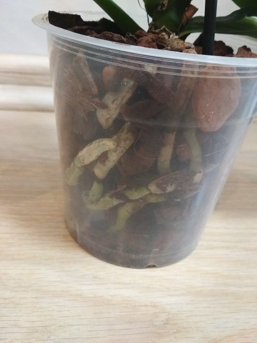 Орхидея фаленопсис, пелор Стелленбош