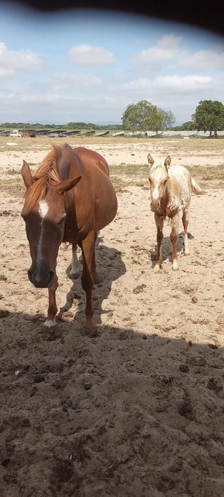 Vendem se Eguas,poldros,cavalos