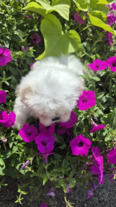 Shih-Tzu biały piesek
