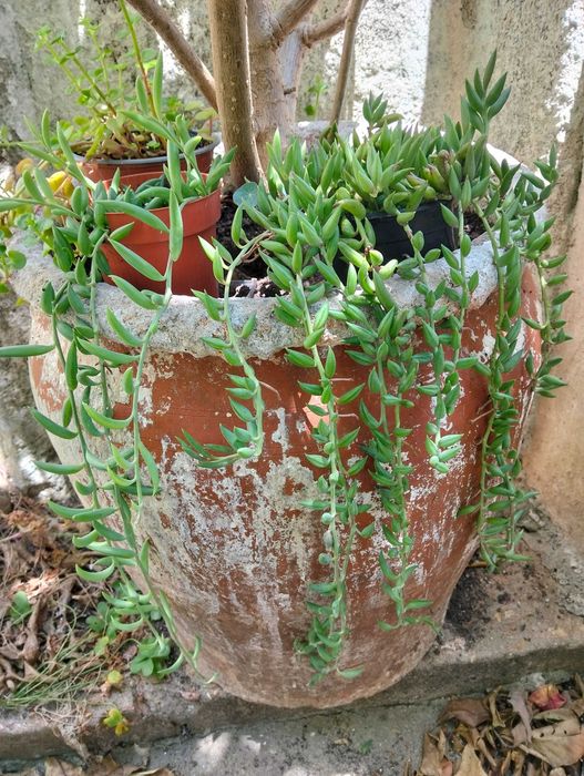 Suculenta Colar de Bananas Verdes