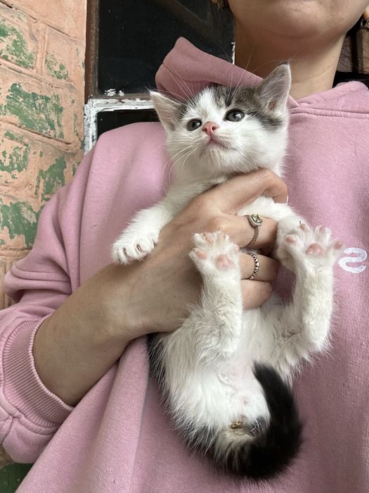 Кошенята шукають своі родини. Тільки Харків. Тільки в квариру