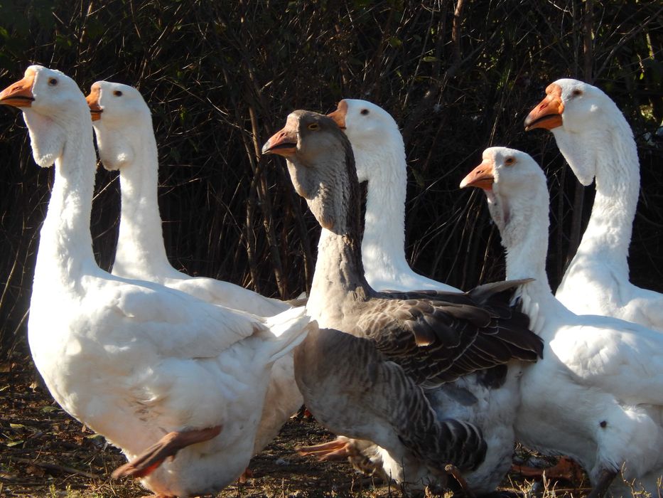 Продам гуси холмогори