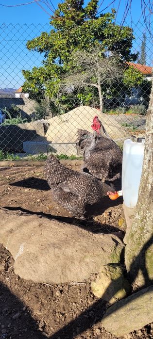 Malines ovos e pintos