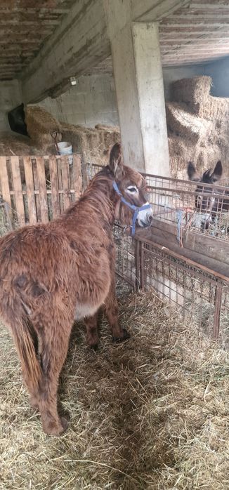 Burra mirandêsa com 2 anos