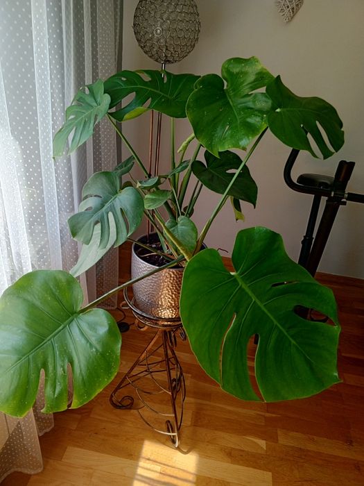 Monstera dziurawa oraz aloes aloe vera
Roślina