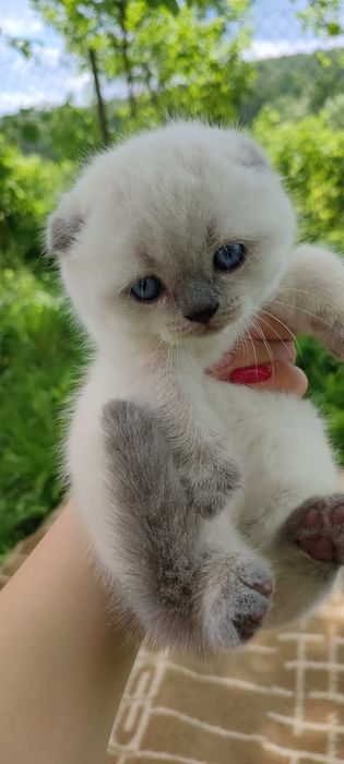 Шотландські кошенята
