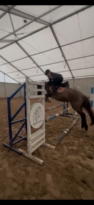 Sportowy kucyk na sprzedaz