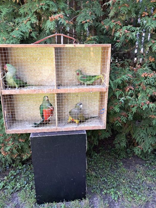 Sprzedam ptaki ze zdjecia