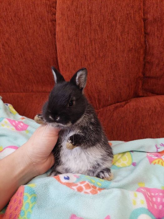 Нідерландські міні кролики