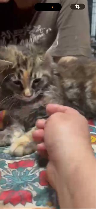 Menina maine coon disponivel para entrega imediata.