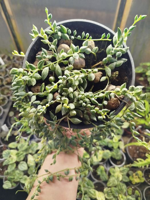 Хрестовник каплевидний Варієгатний