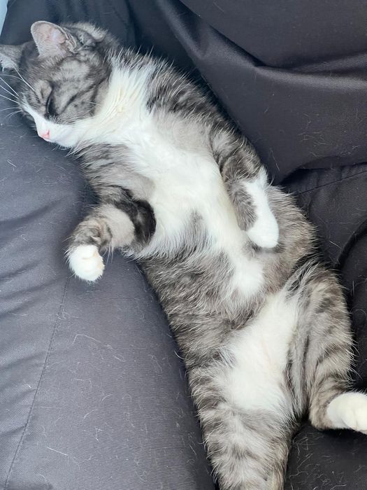 Шукаємо хазяїна для кішки