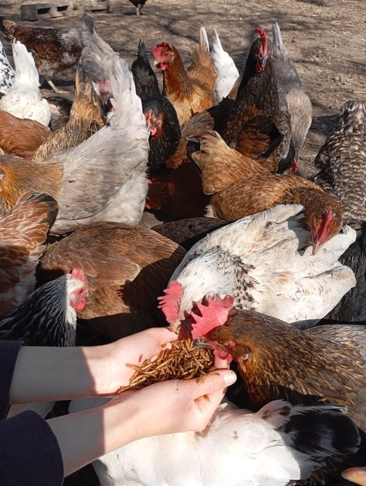 Jaja lęgowe, kolorowe jaja