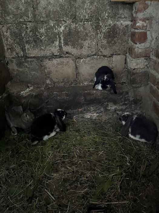 Króliki olbrzym belgijski i baran francuski